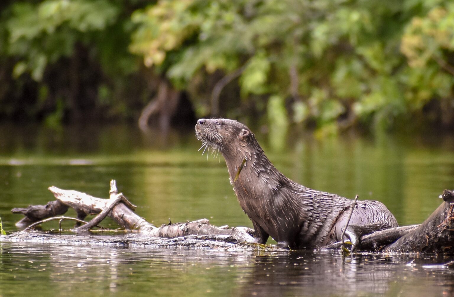 The Junkyard Bar Wisconsin Vacation Destination County